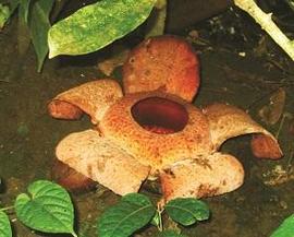 Raflesia Padma