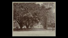Foto Alun-Alun Malang 1950
