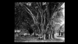 Pohon Beringin di alun-alun Kota Malang