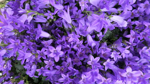 Original Objek Digital not accessible