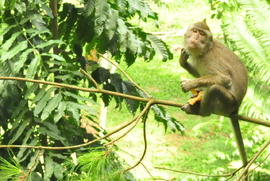 Daun Bayam enak sehat nyam nyam