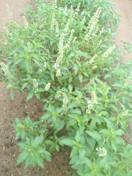 Daun Kemangi harum mewangi