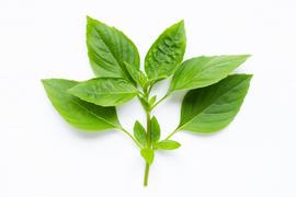 DAUN KEMANGI HARUM MEWANGI